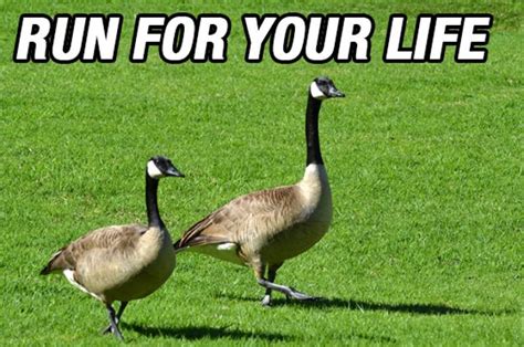The unlucky encounters: the stories of those who were afflicted by the goose curse